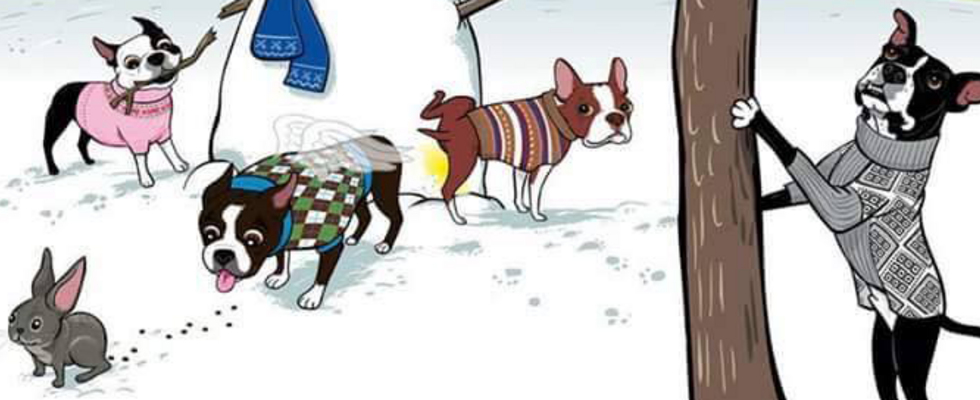 Boston Terrier Treffen im Prater