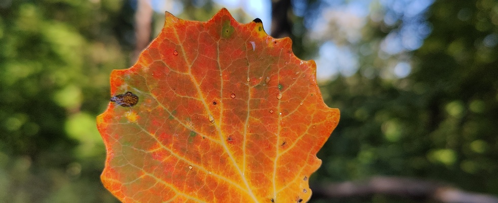 Kräuterwanderung: So bunt wie der Herbst - Wildpflanzen für die Küche, Kosmetik & die Seele