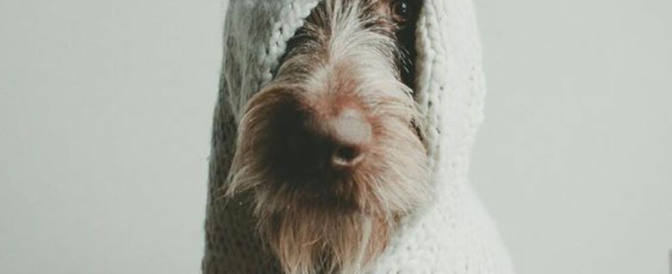 Hundtastisch