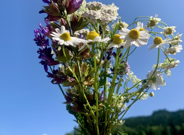 Michis Wilde Kräuterwelt