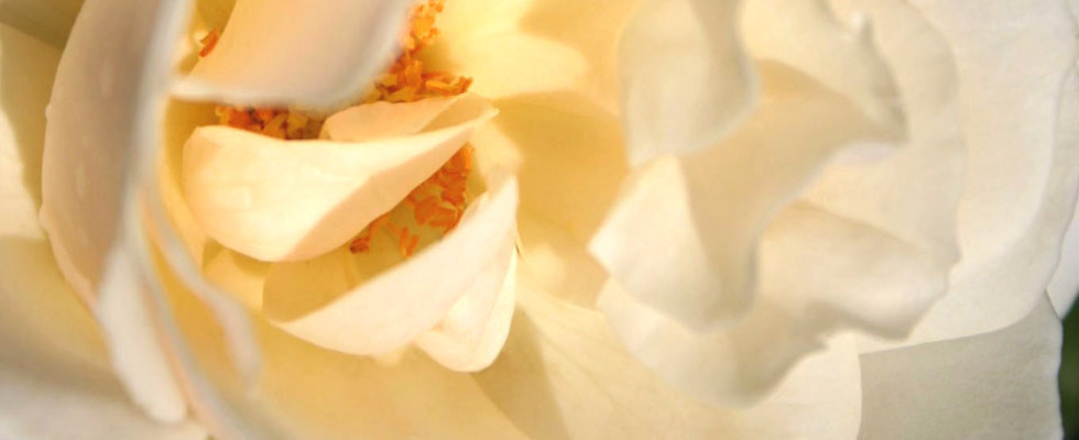 Lieder für die Erde & Frieden