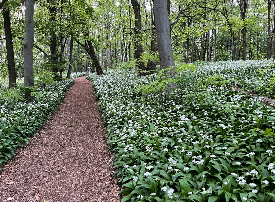 Finanz-Coaching im Wald