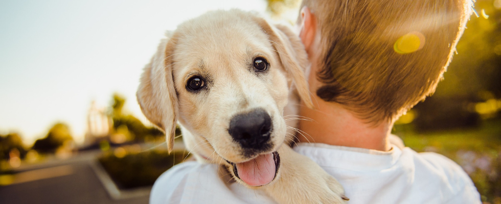 Tiere als Therapie 