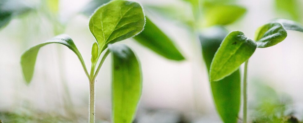 Welche Samen hast du gesät? Wie pflegst du deine zarten Pflänzchen?