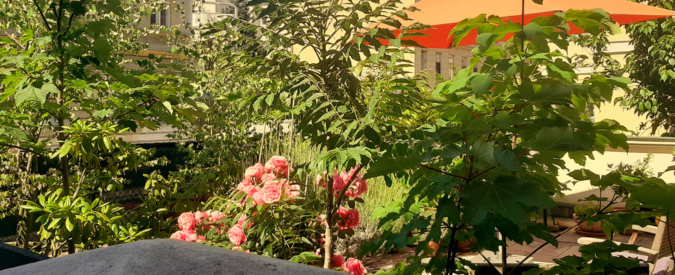 Solunia Coaching & Begleitung