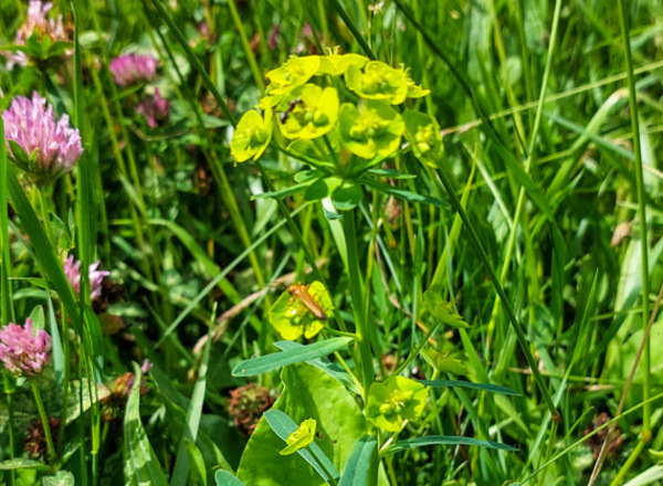 Pflanzenbegegnung Mitten in der Wiese