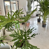 Gallery Foto