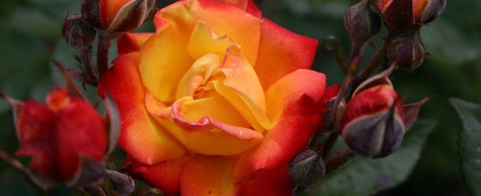 Gute Laune- & Spaß-Lieder