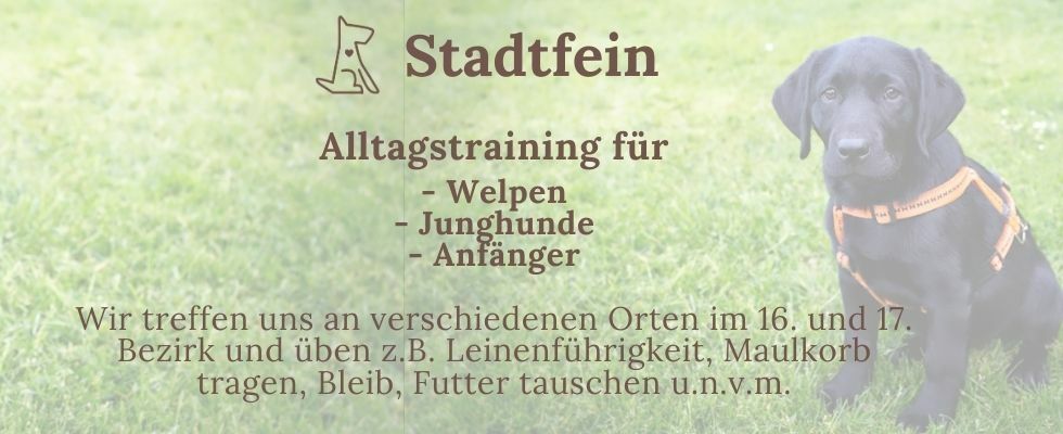 "Stadtfein" - Alltagstraining für Welpen, Junghunde und Anfänger