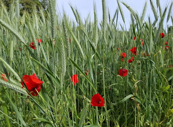 Psychosoziale Online-Beratung | Lebens- und Sozialberatung