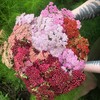 Essenzen der Natur / Dipl. Kräuterpädagogin
