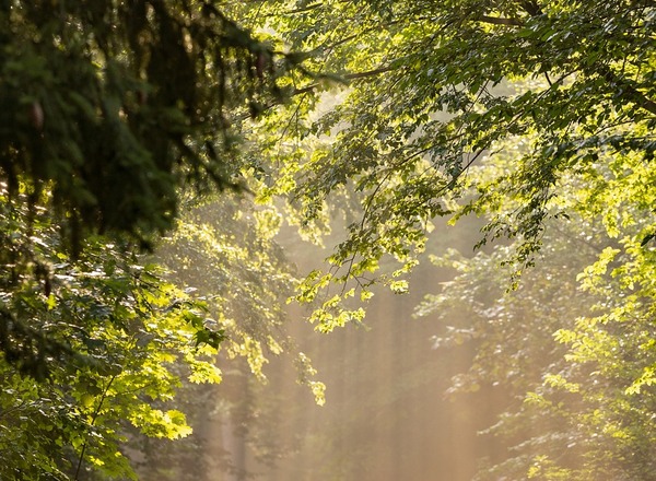 Führung durch den Liechtensteinpark