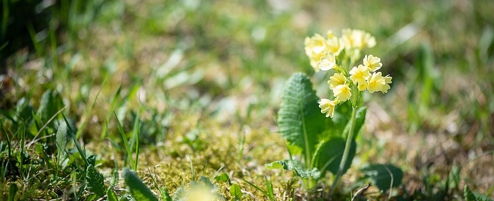 Jahreskreisfest OSTARA FRÜHLINGSTAGUNDNACHTGLEICHE
