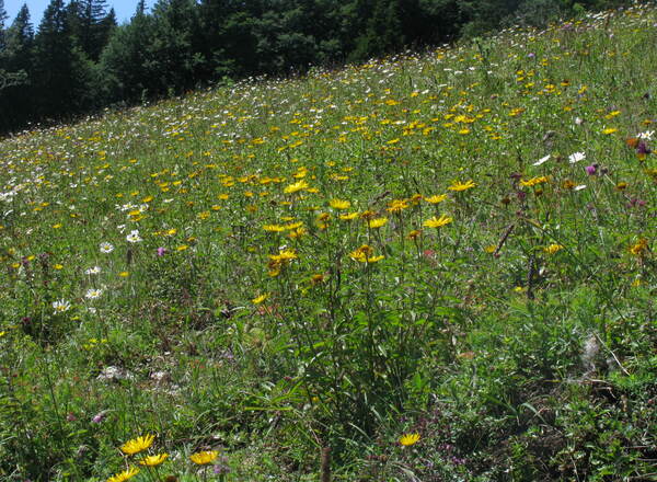 Schamanisches Heilyoga nach Brigitta Kuhn "Sommer-Blühen"