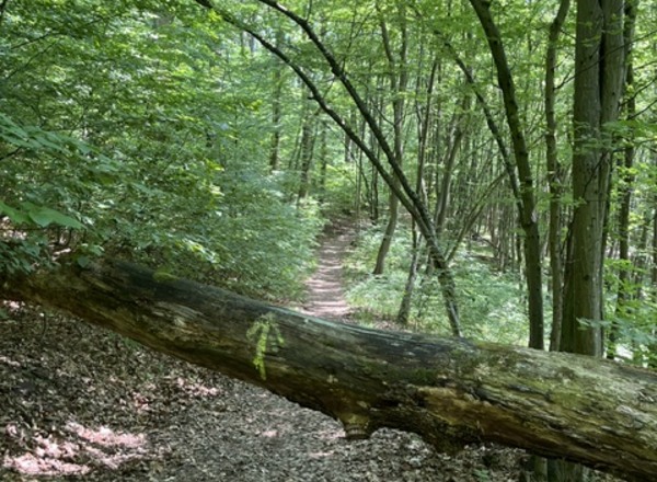7. Maurer Waldorflauf