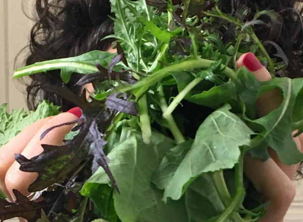 FoodCoop MIA Pastinaken