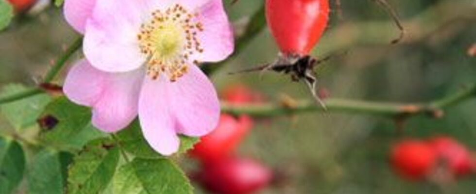 Mit Yoga und Ayurveda durch die Wechseljahre 
