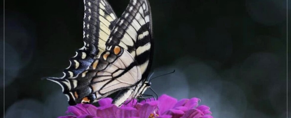 Wunderding Schmetterling
