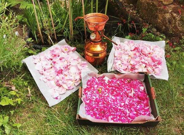 WS3 Workshop Hydrolate selber herstellen, Destillieren von Blüten und Kräutern
