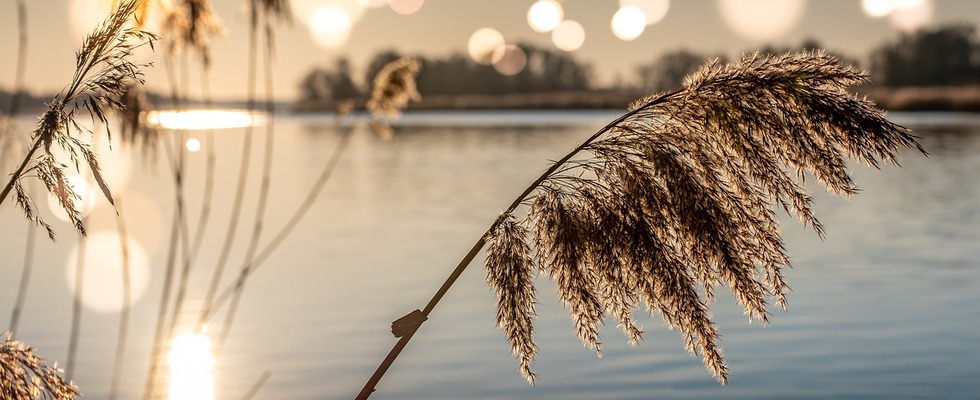 Birgit Bertl – Craniosacrale Biodynamik, Sakralenergetik™ & Bachblüten