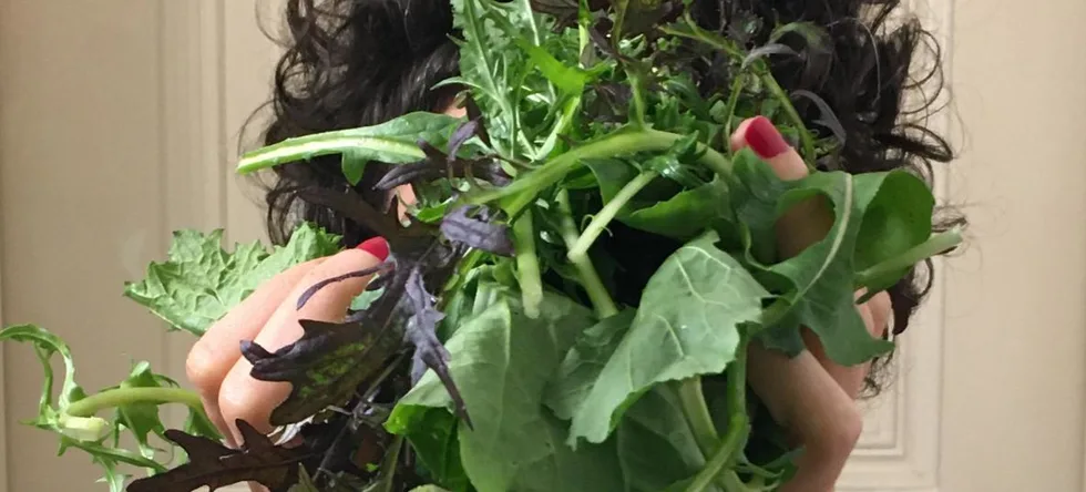 FoodCoop MIA Pastinaken – Foto 1