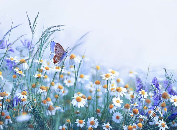 Bestattung Lichtblick