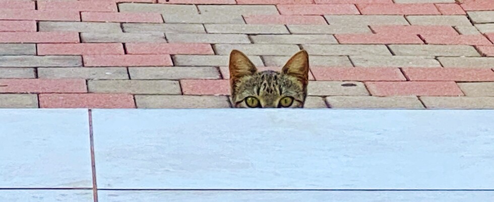 Holistische Therapie für Tiere