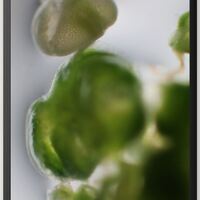 Gallery Foto