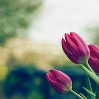Gallery Foto