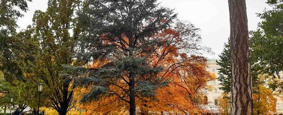 Pflanzenbegegnung Knospen & Borken in Kaisers Garten