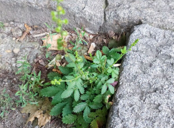 Pflanzenbegegnungen Artenvielfalt am Wegesrand