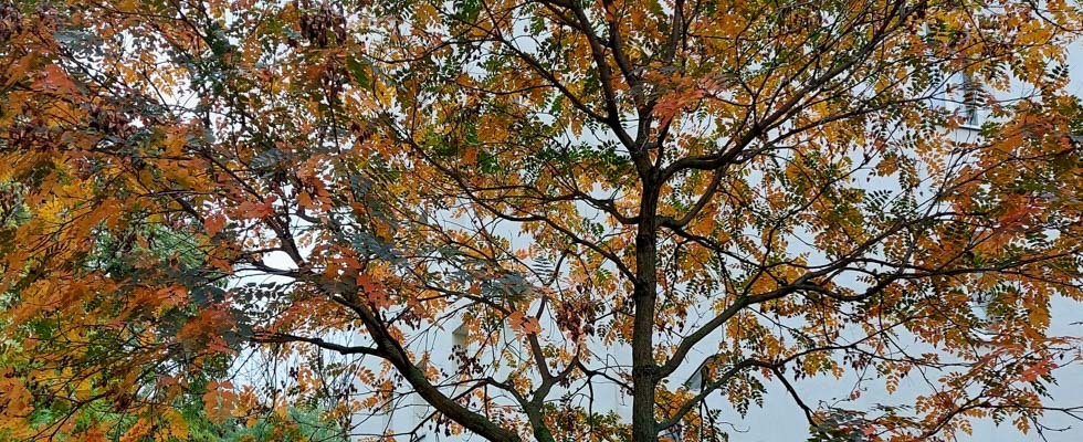 Klimabäume in Ottakring  - Pflanzenspaziergang SPEZIAL