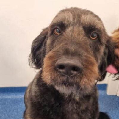 Suche (kleinen) Garten zwecks Einzeltraining für Hunde