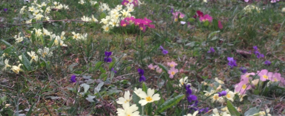 Zauberhafte Pflanzen aus dem Geschichtengarten