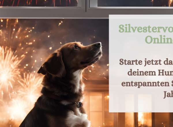 💥 Hunde - Silvestervorbereitungskurs