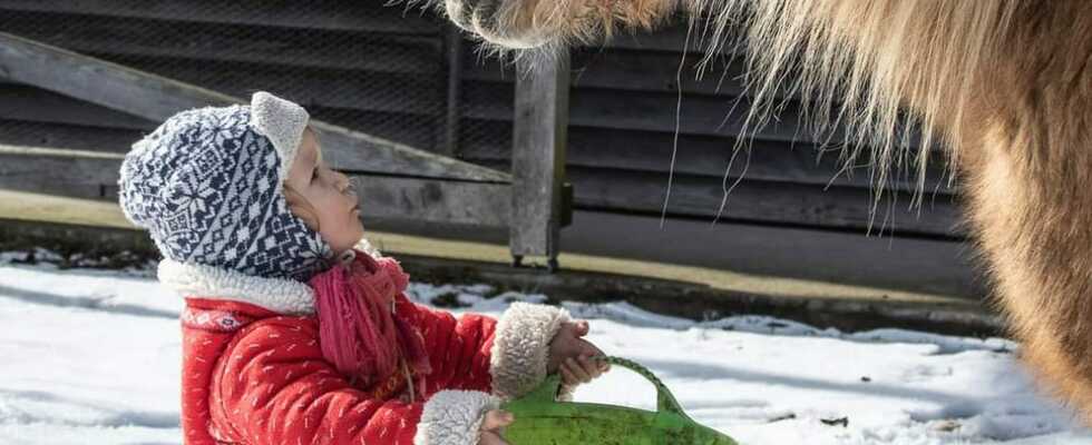 Reitpädagogik, Elternverein Waldkindergruppe, Vorstandsmitglied Reitregion Mühlviertler Kernland