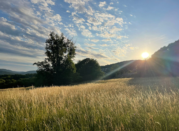 Pflanzenbegegnungen zu Walpurgis, dem Sommerbeginn in der Natur