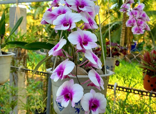 Orchideenreise 2025 – Thessalien, Sizilien, Calypso in Schweden