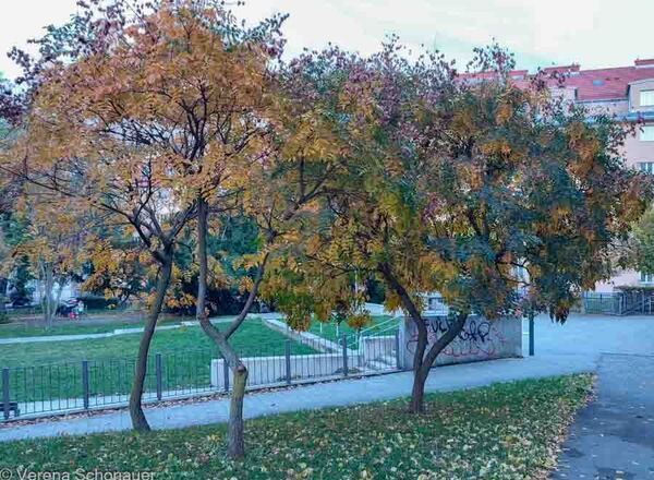 Klimawerkstatt Exkursion Klimafitte Bäume in Ottakring