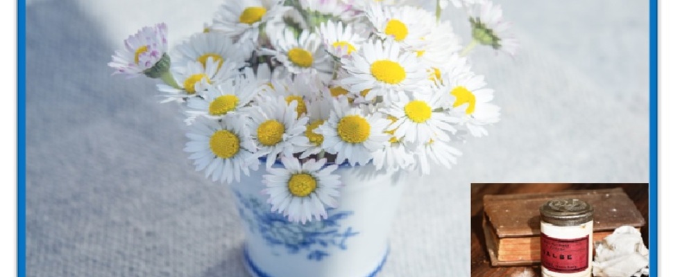 WORKSHOP: Gänseblümchensalbe für Kinder
