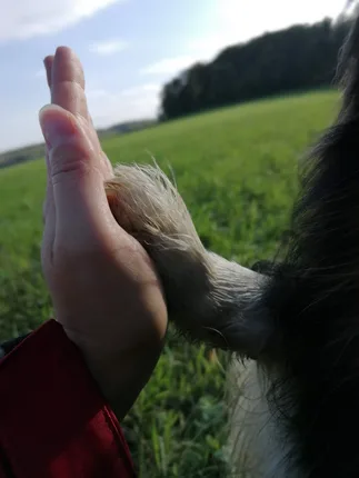 Hundeschule: Herz & G'spia – Foto 4