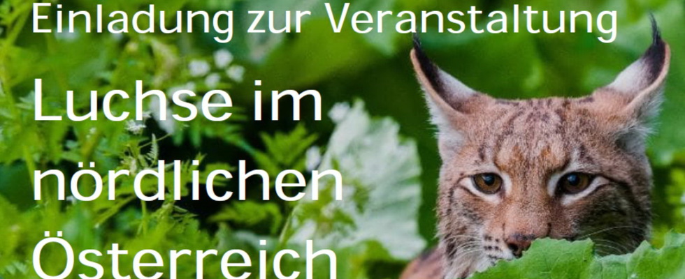 Luchse im nördlichen Österreich