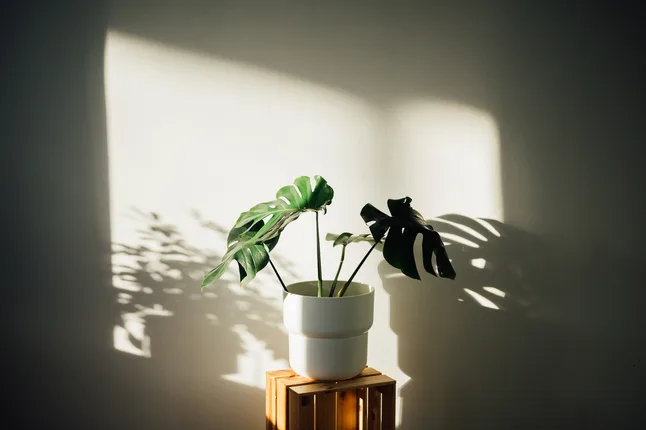 Daniel Willinger Photographie - Fotostudio – Foto 3