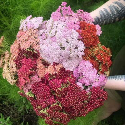 Essenzen der Natur / Dipl. Kräuterpädagogin