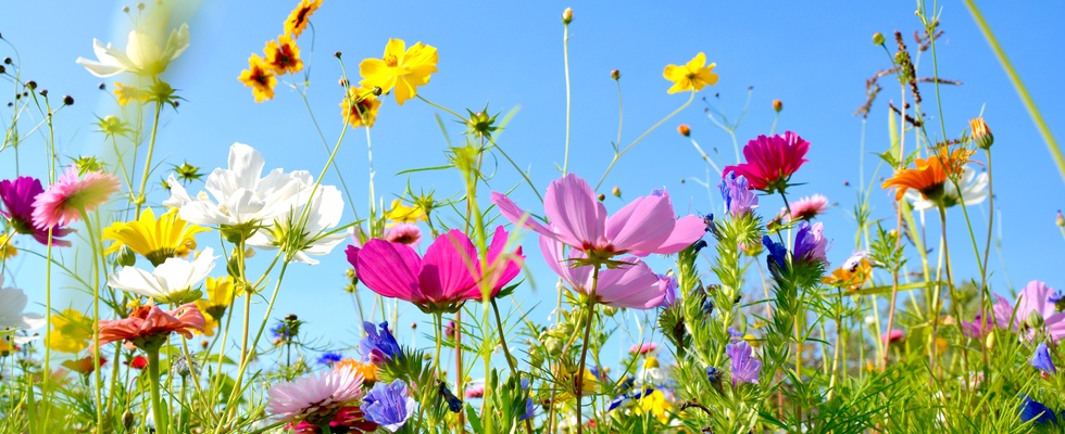 Susanne Richter von diewildweisen