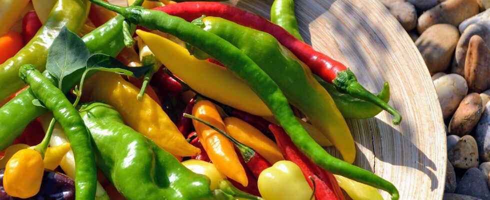 FIRE & ICE – Chili Festival