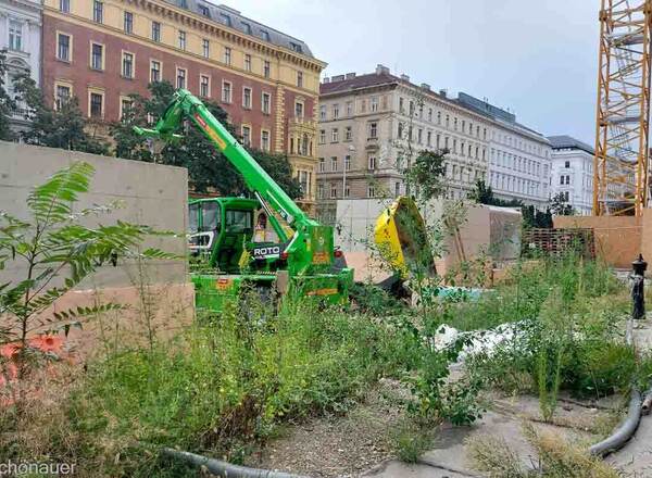 Pflanzenbegegnung Überlebenskünstler oder Monsterpflanze