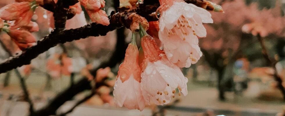 FRÜHLINGSERWACHEN pop-up Morgenyoga