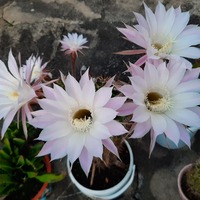 Gallery Foto
