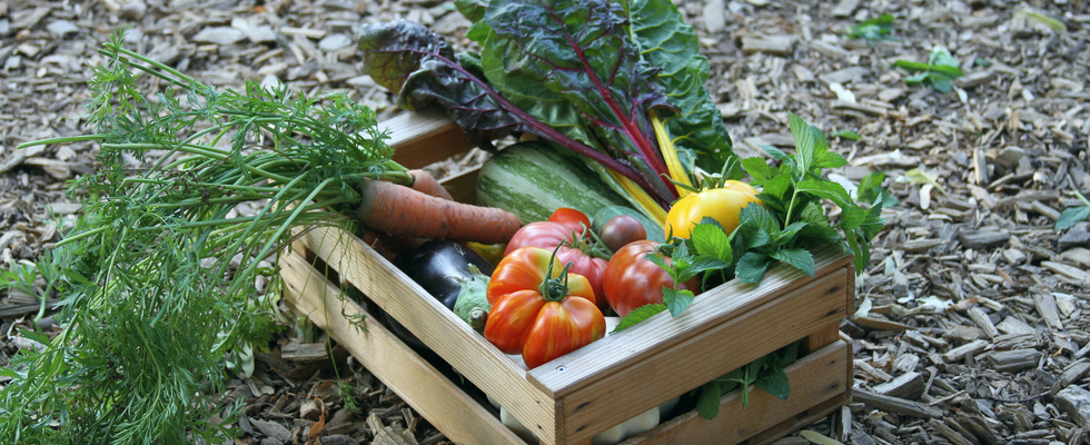 Info-Abend - Gemüse-Kistl aus der Lobau